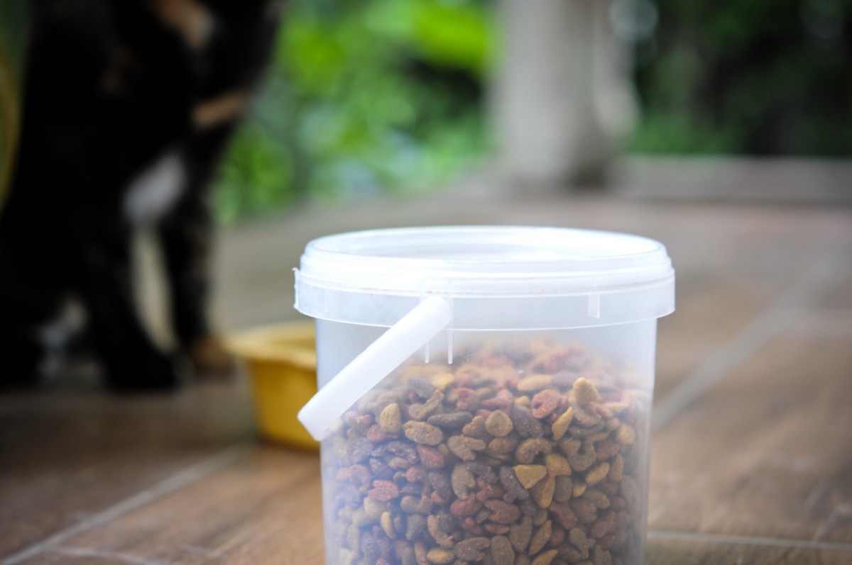 a cat looking at cat food in plastic container