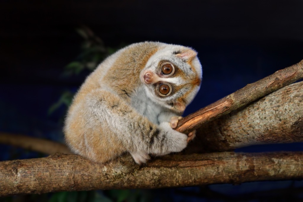 Slow loris toxic bite