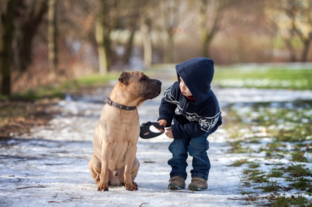 Shelter dog, shelter dog children