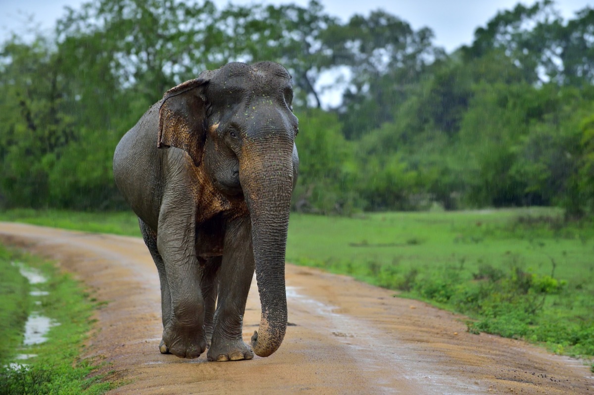 sri lanka elephant