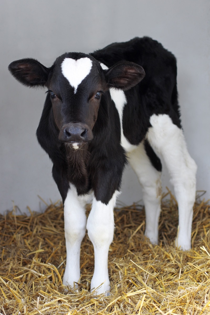 cow with heart on head, cow photos