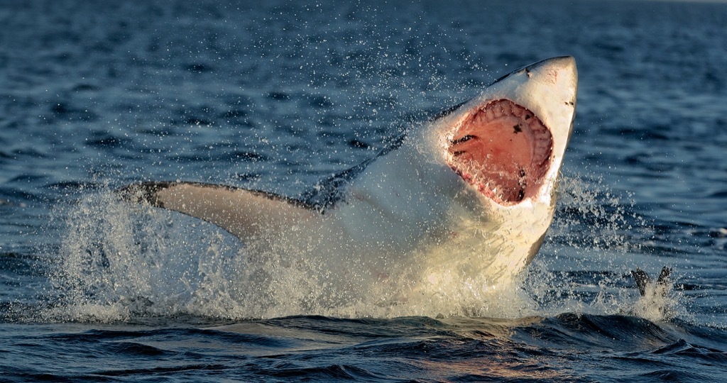 great white mouth