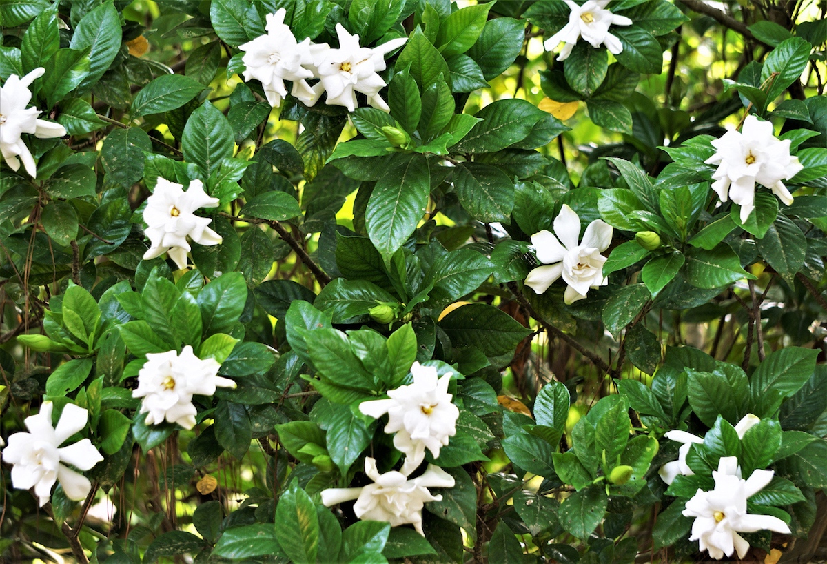 Gardenia plant