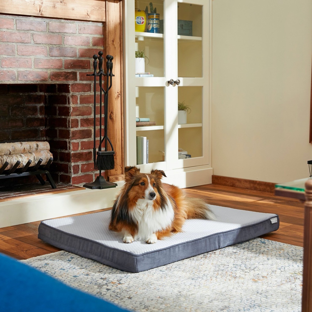 brown and white dog in black and white dog bed in living room