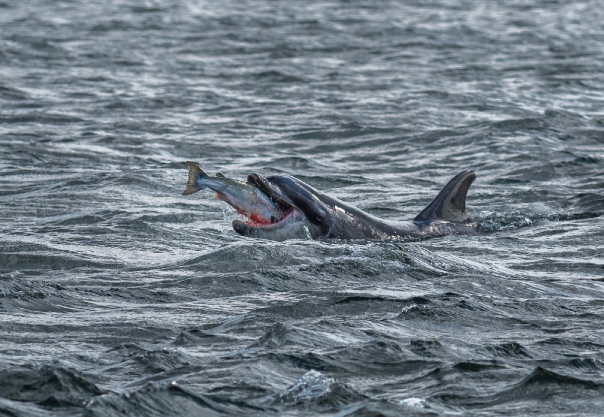 dolphin catching salmon amazing dolphin photos