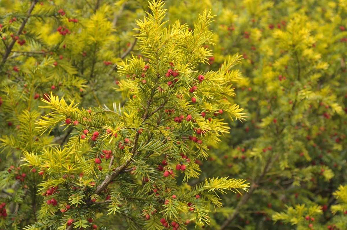 English Yew Plant Dangerous Plants in Your Backyard