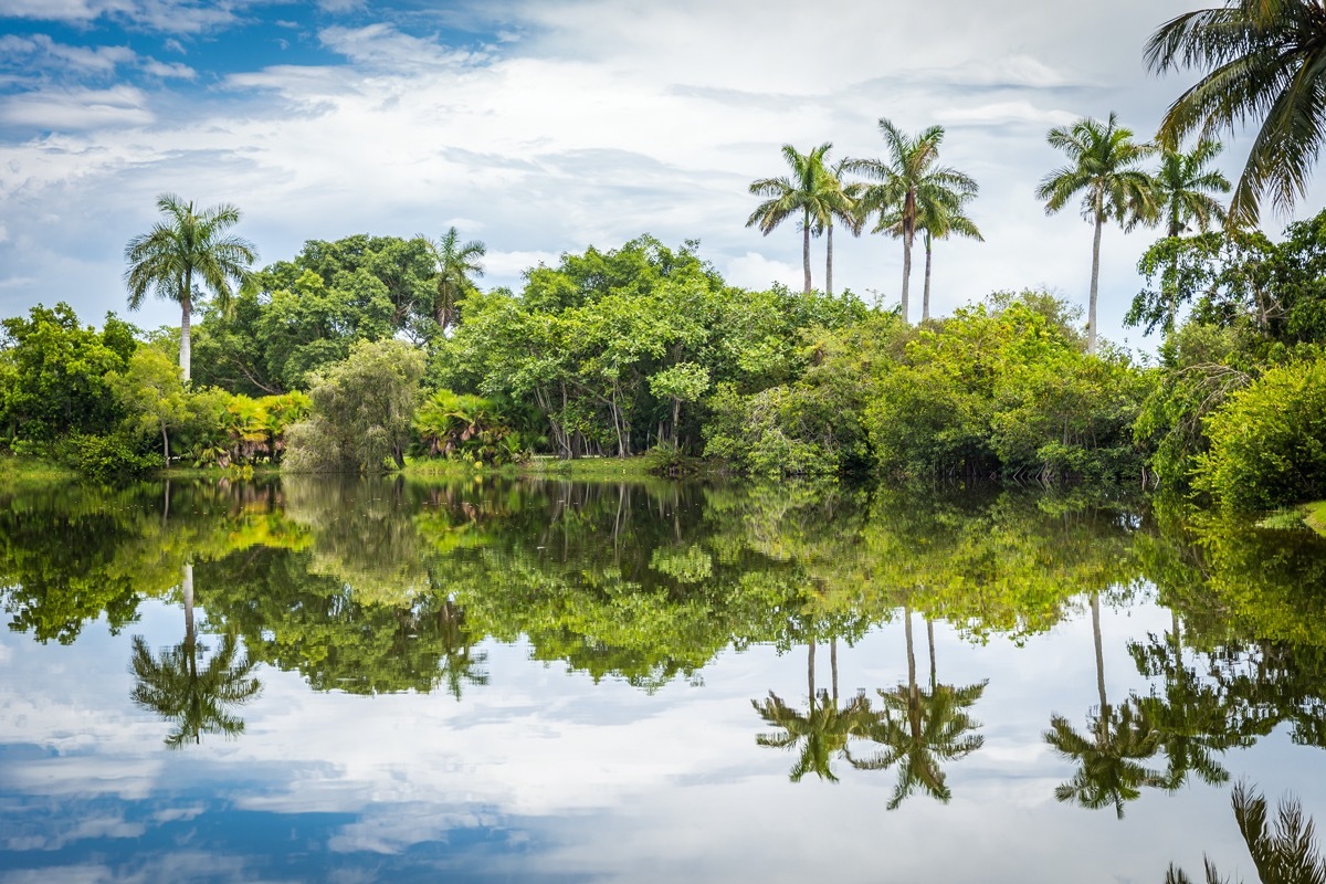 palm trees reflecting on a lake in a botanical garden in florida