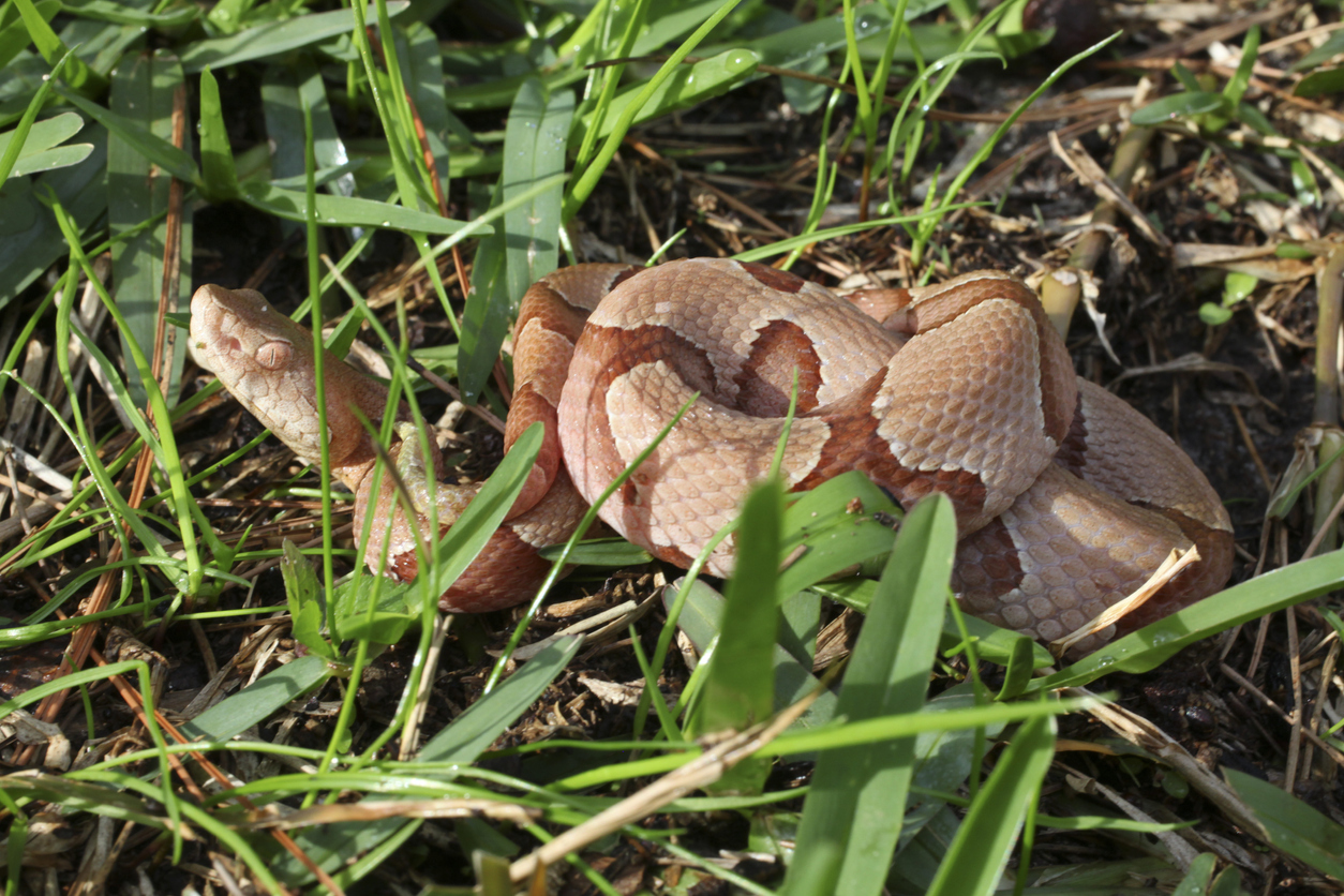 A copperhead snake moving through grass