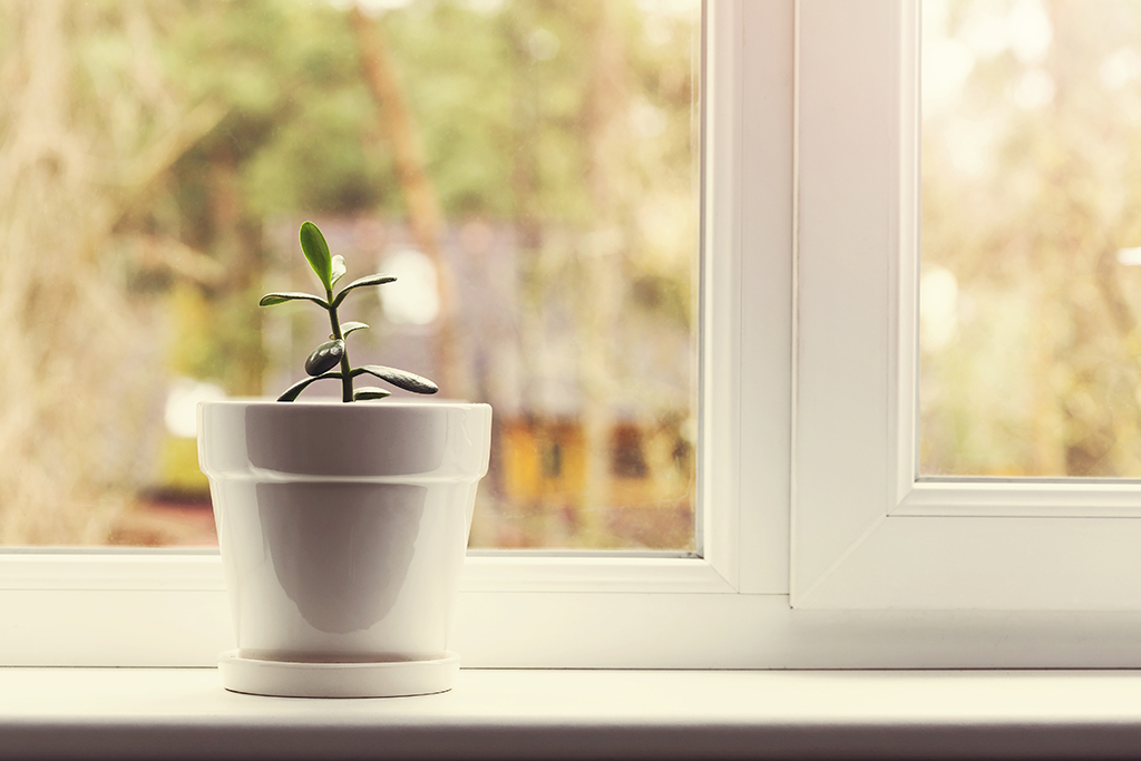 small plant on windowsill, over 40