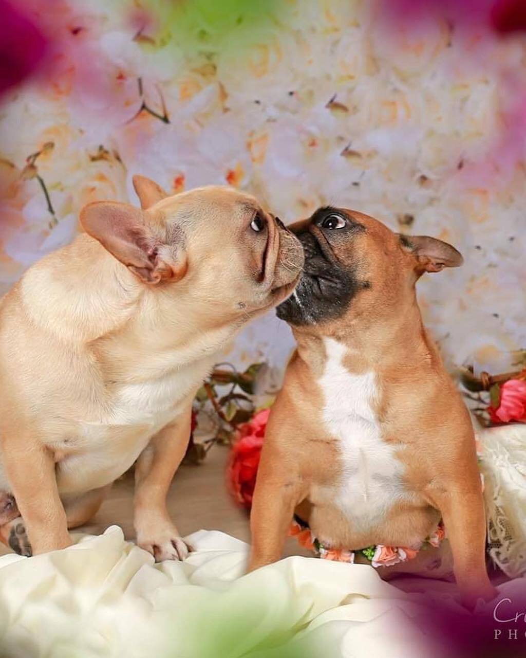 frenchie maternity photo shoot