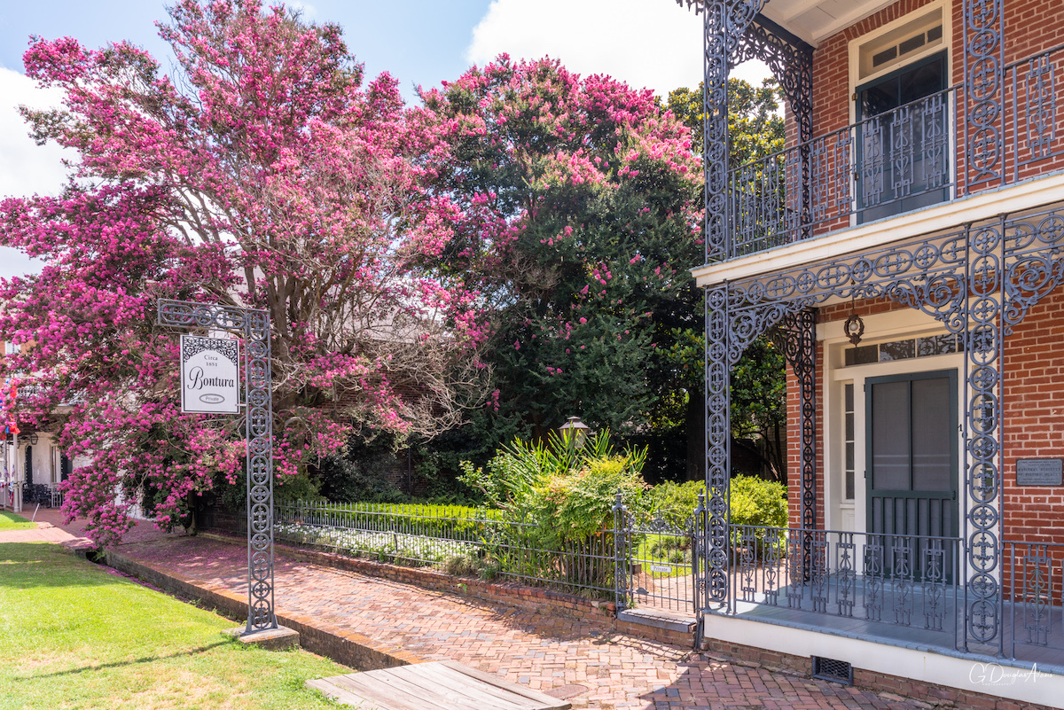 Cherry blossoms and building in Natchez, Mississippi