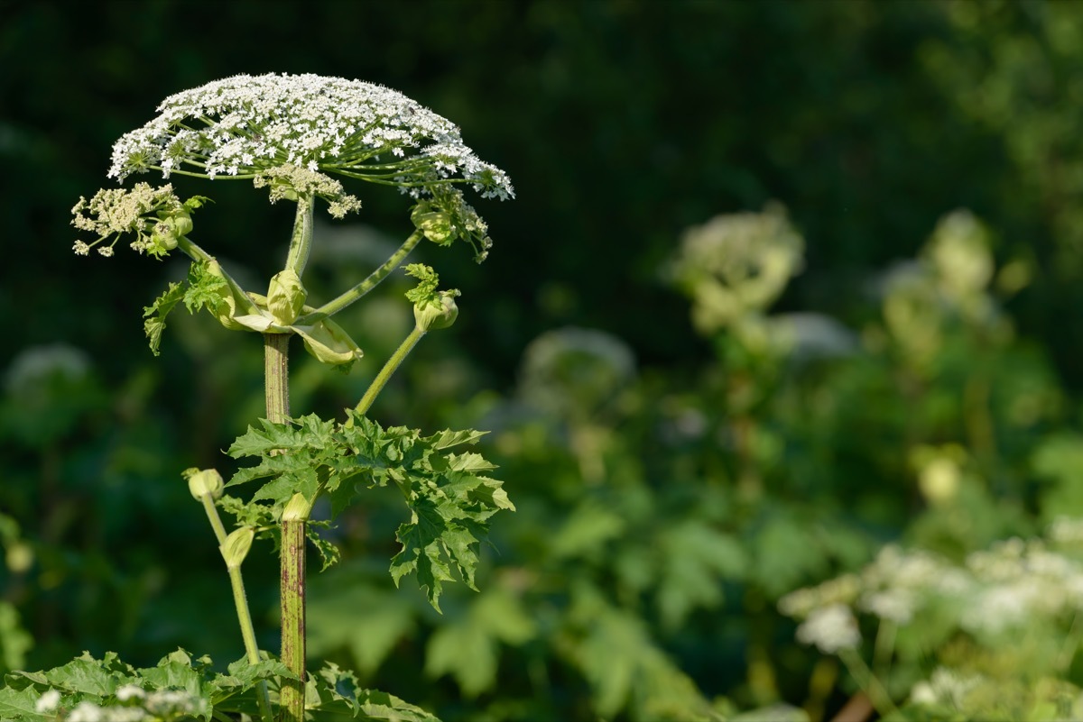 Giant dangerous allergic hogweed plant growing in the field. Poisonous Heracleum grass inflorescence. Leaves and flowers of blooming wild hogweed. Toxic perennial herb in the meadow.