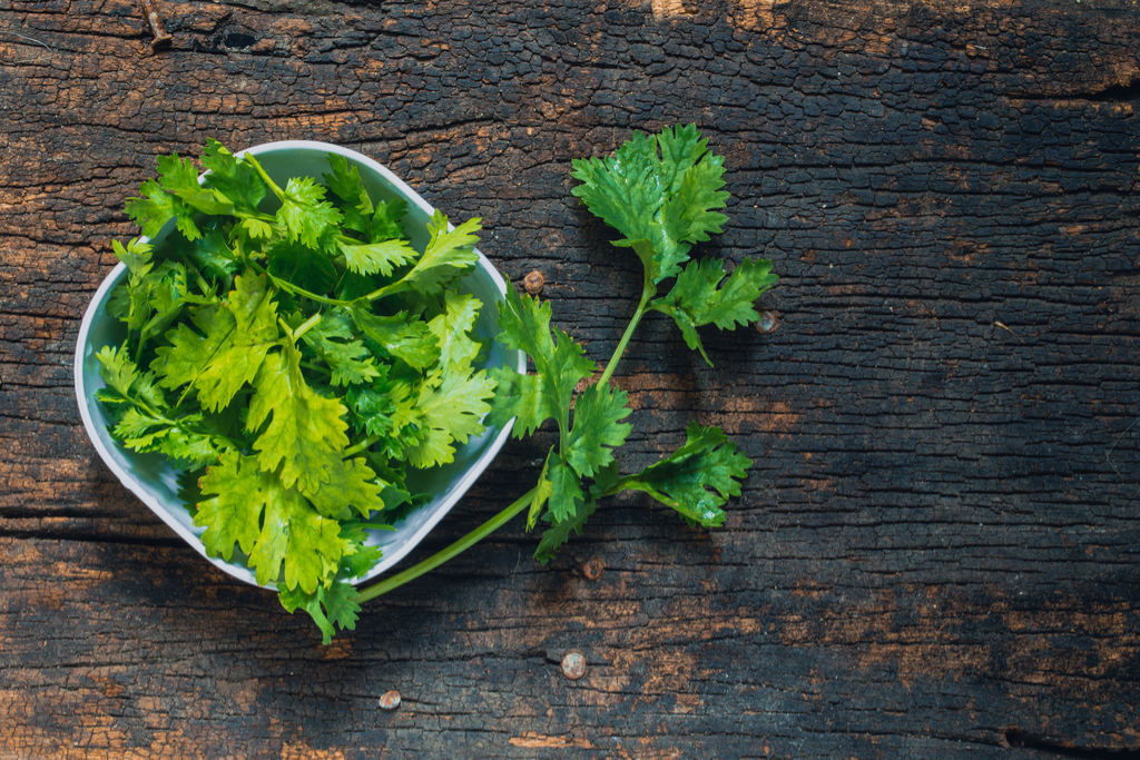 Cilantro Anti-Aging Foods