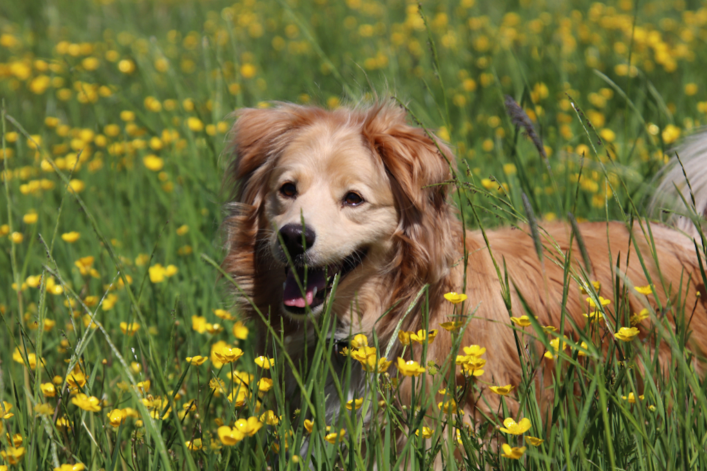 golden retriever mix 