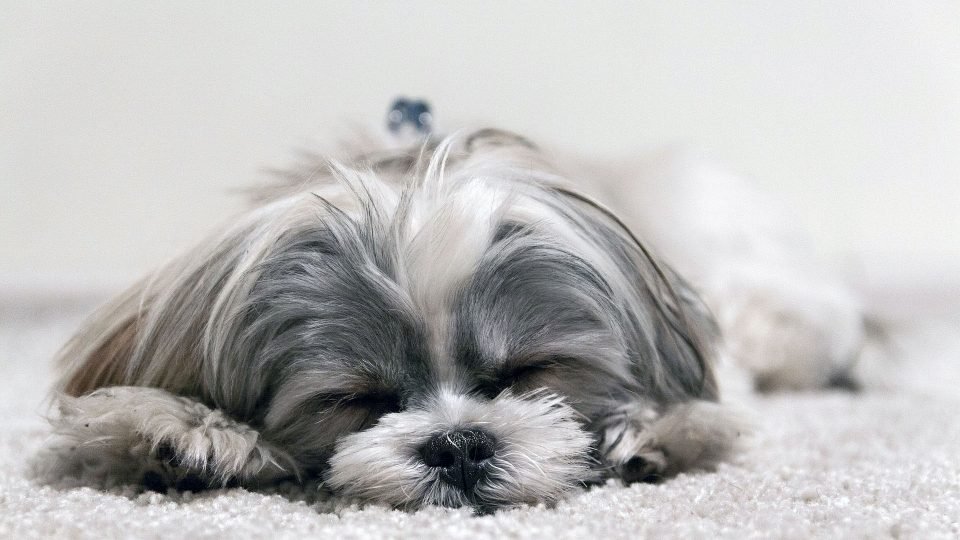 Image result for dog puppy shih tzu gray