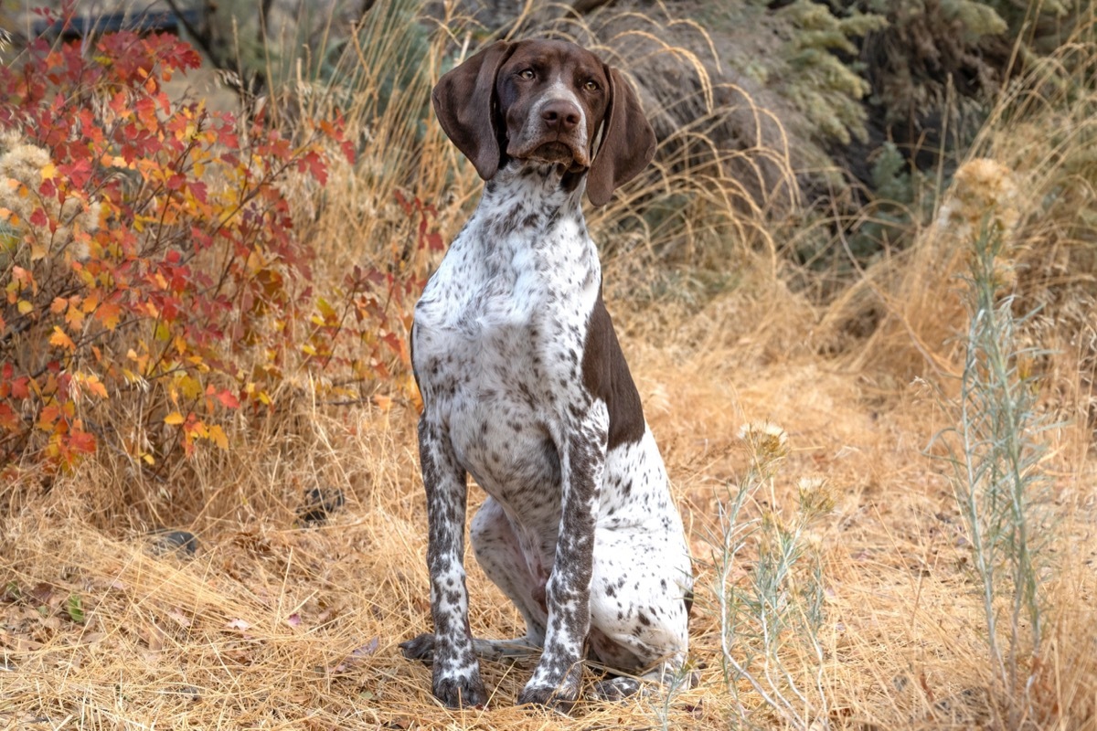 German Shorthaired Pointer