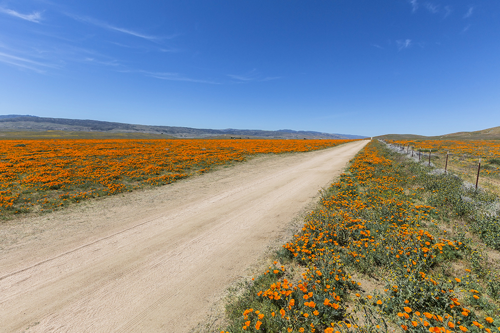 Lancaster, CA, poppies, worst singles scenes, longest commutes, commute