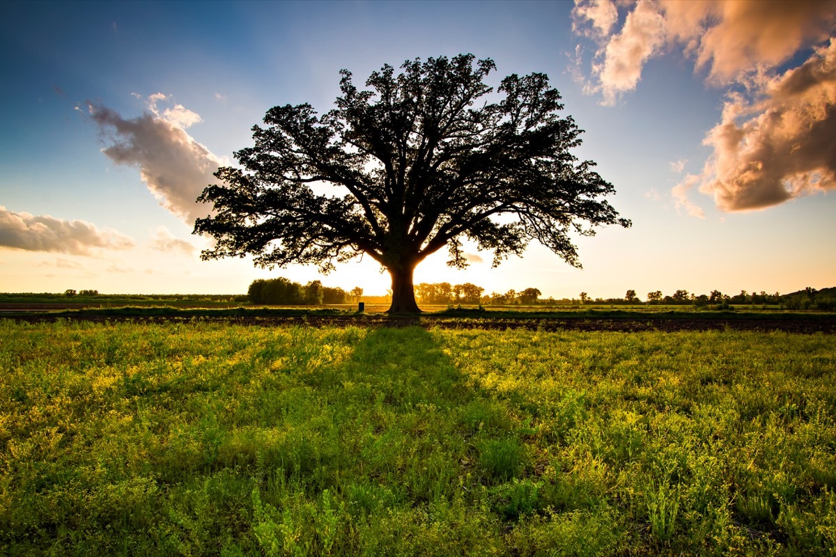 missouri big oak tree, most common street names