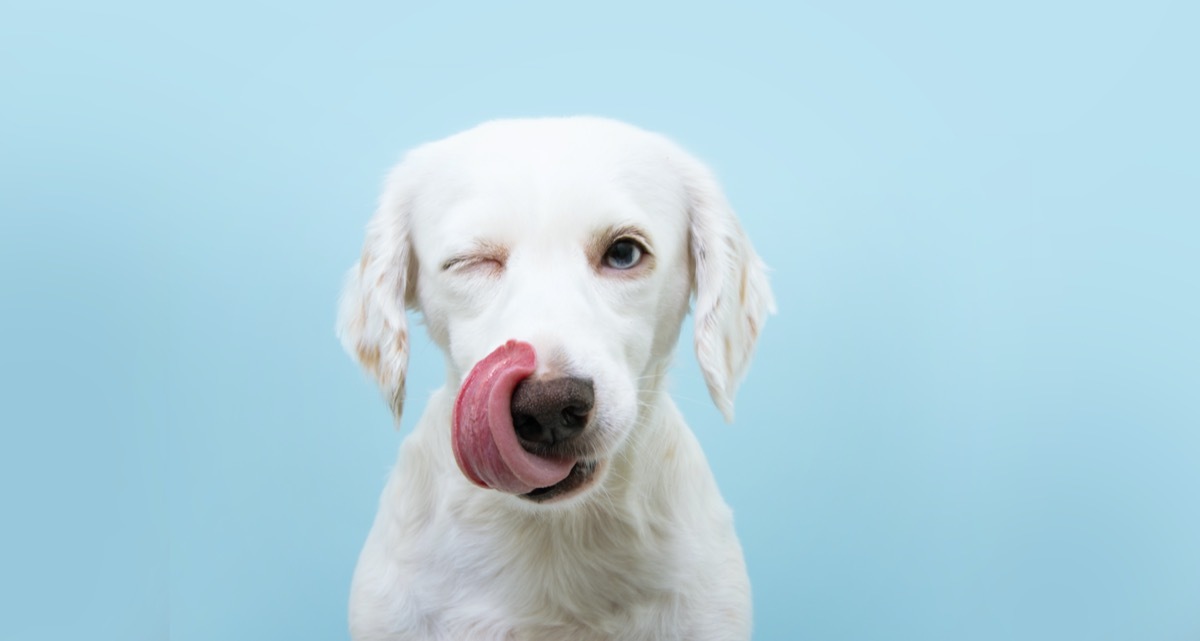 White dog winking against blue background