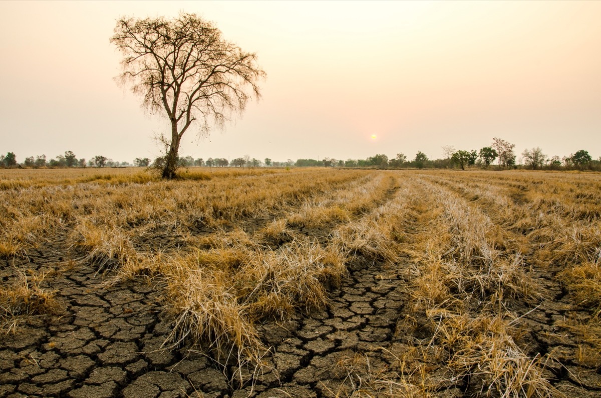 cracked ground amid drought with tree in background