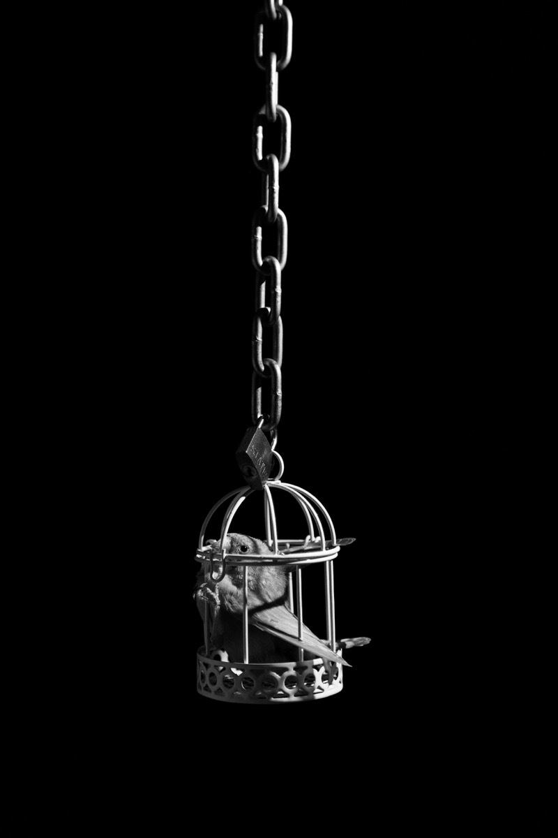 dark bird cage